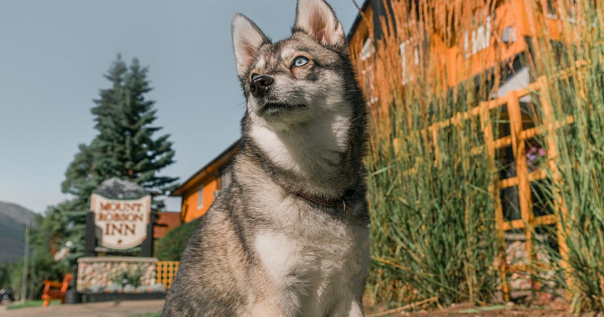 Pet friendly hotel in Jasper Mount Robson Inn