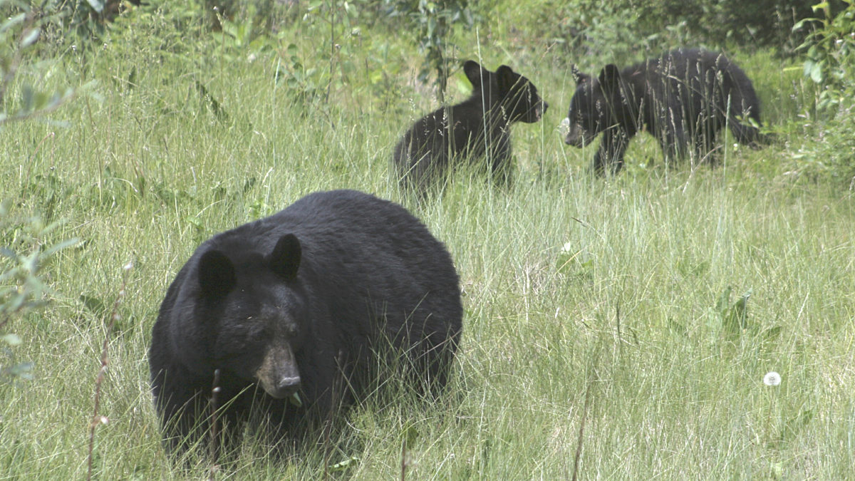 10 157 D Black Bear Cubs