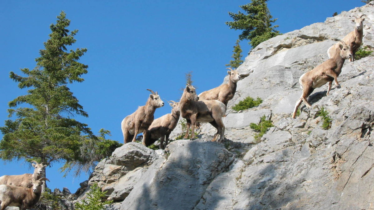 Rocky Mtn Bighorn Sheep