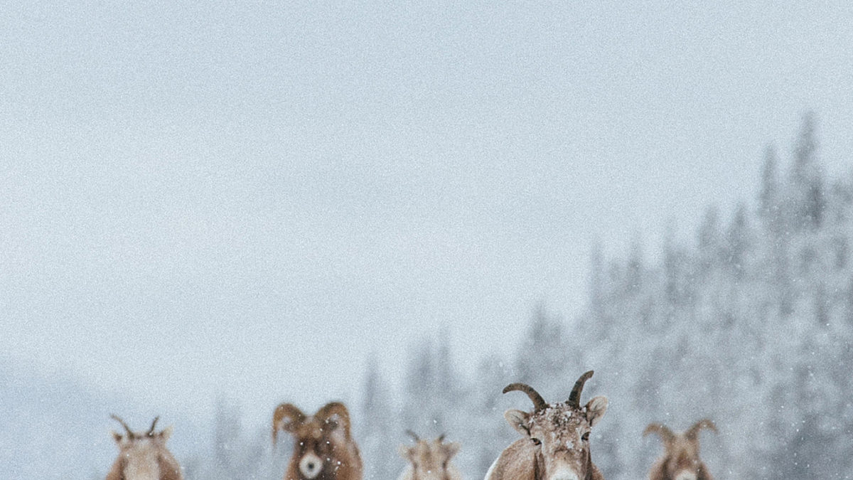 Sheep Walking-David-Guenther-CR