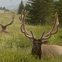 Elk in Jasper National Park