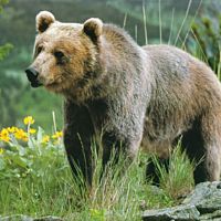 Grizzly Bear