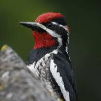 Sapsucker