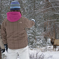 Winter Wildlife
