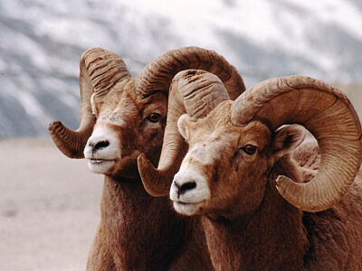 Wildlife - link to page