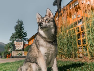 For Your Pets - link to page