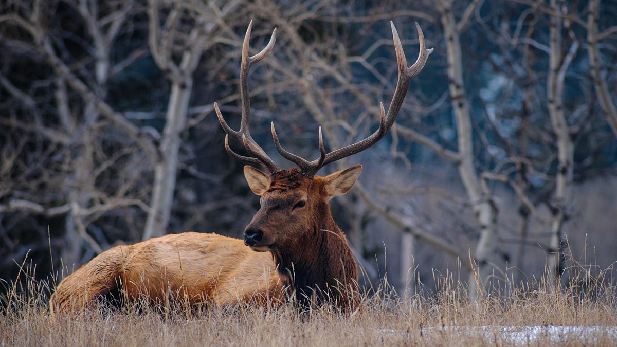 Bull Elk CR Jeff Lewisphotography large