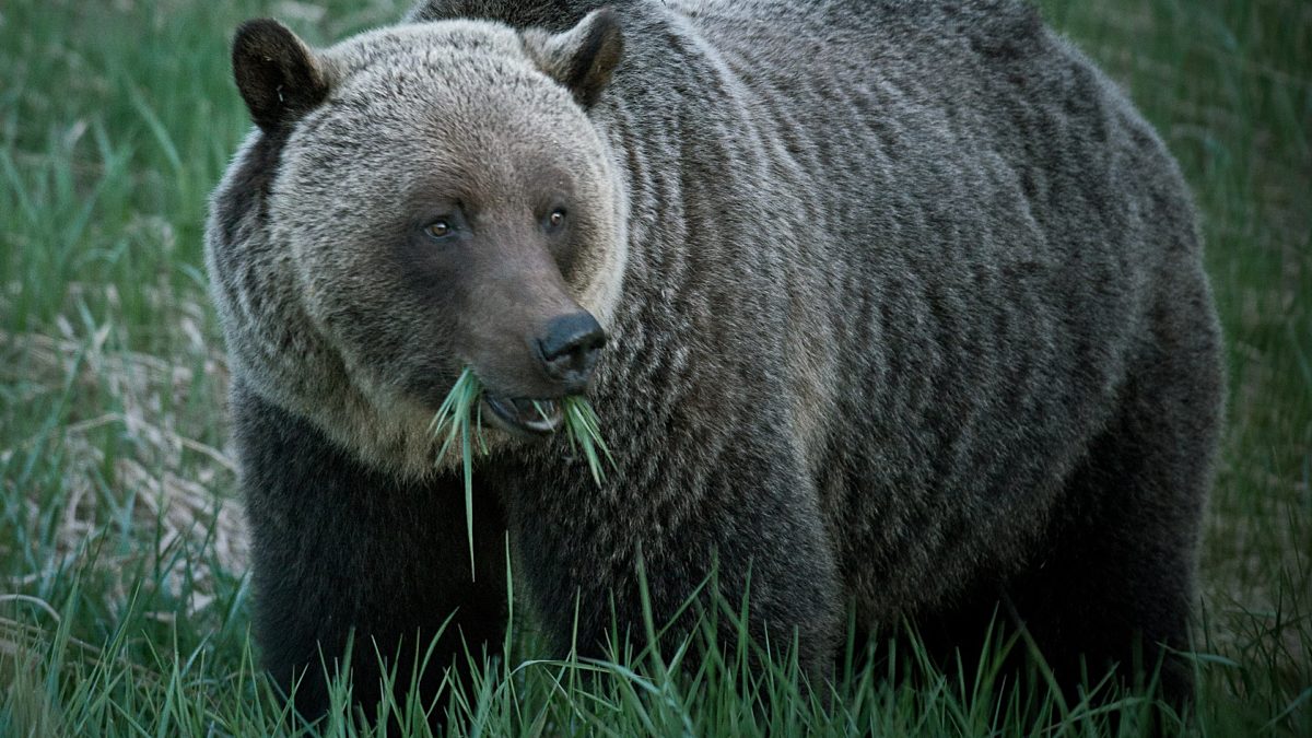 Grizzly Bear Eating CR Jeff Bartlett large